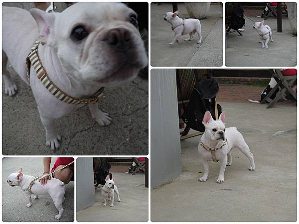 可愛鬥牛犬.jpg 可愛鬥牛犬.jpg