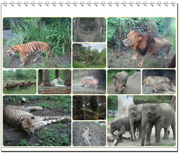 動物.jpg 動物.jpg