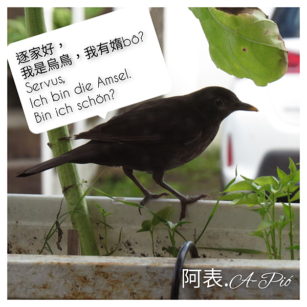 歐洲烏鳥 ▪ Amsel ▪ Blackbird @亂皂𥴊仔店