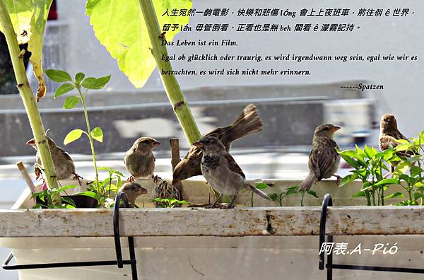 露台戲院：我是厝鳥仔 Spatz ▪ Sparrow