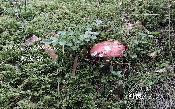 行尞ⓅⓁ行跤花 ◎ 波蘭克里尼查謨爾斯卡 ∞ Krynica Morska · Kahlberg, Polska @亂皂𥴊仔店