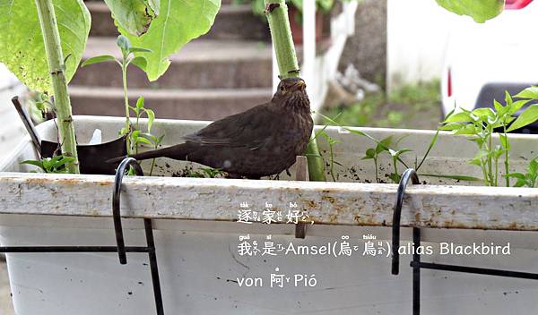 我是歐洲烏鳥 ▪ Amsel ▪ Black Bird @亂皂𥴊仔店 