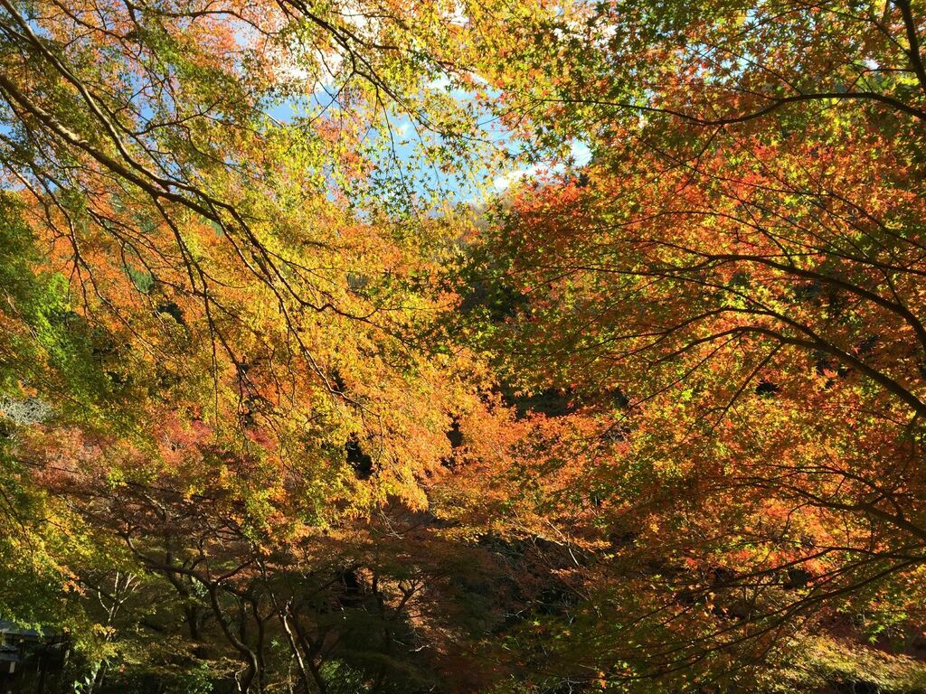 高山寺10.JPG