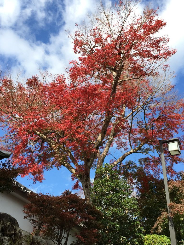 三千院 (14).JPG 三千院 (14).JPG
