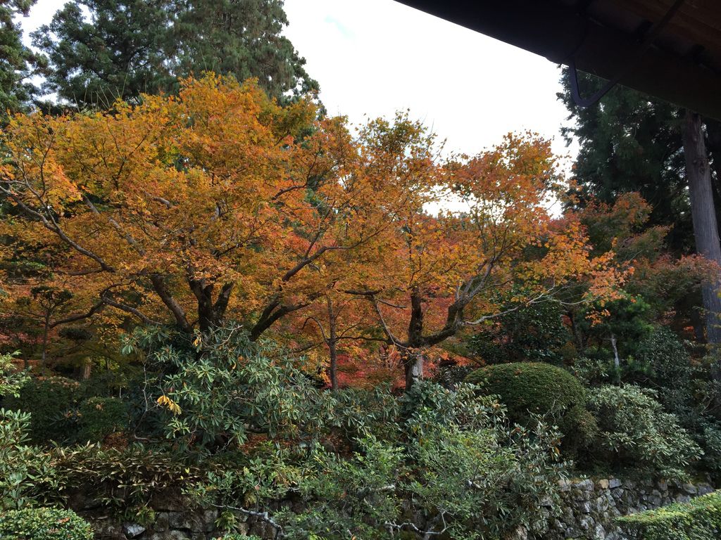 三千院 (16).JPG 三千院 (16).JPG