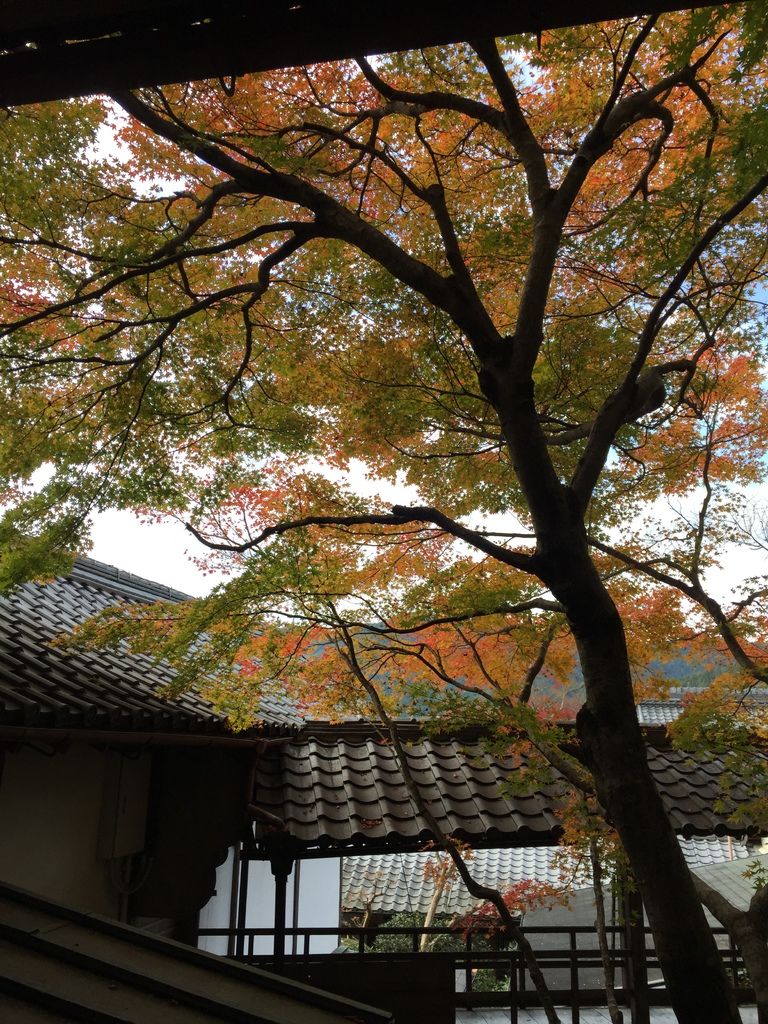 三千院 (20).JPG 三千院 (20).JPG