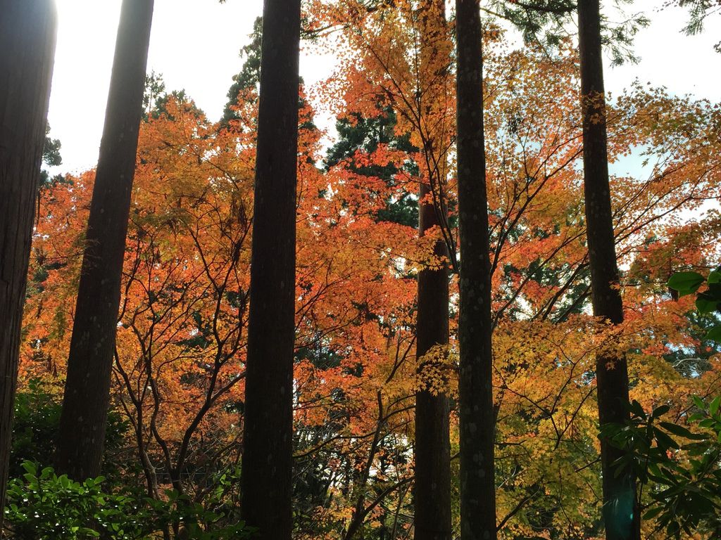 三千院 (35).JPG 三千院 (35).JPG