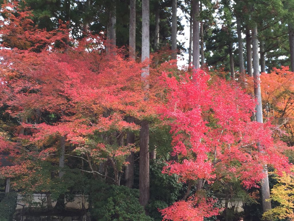 三千院 (38).JPG 三千院 (38).JPG
