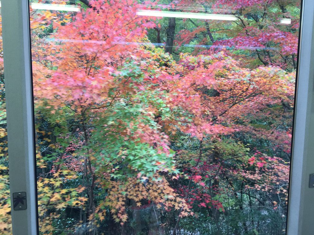 楓葉隧道 (5).JPG 楓葉隧道 (5).JPG