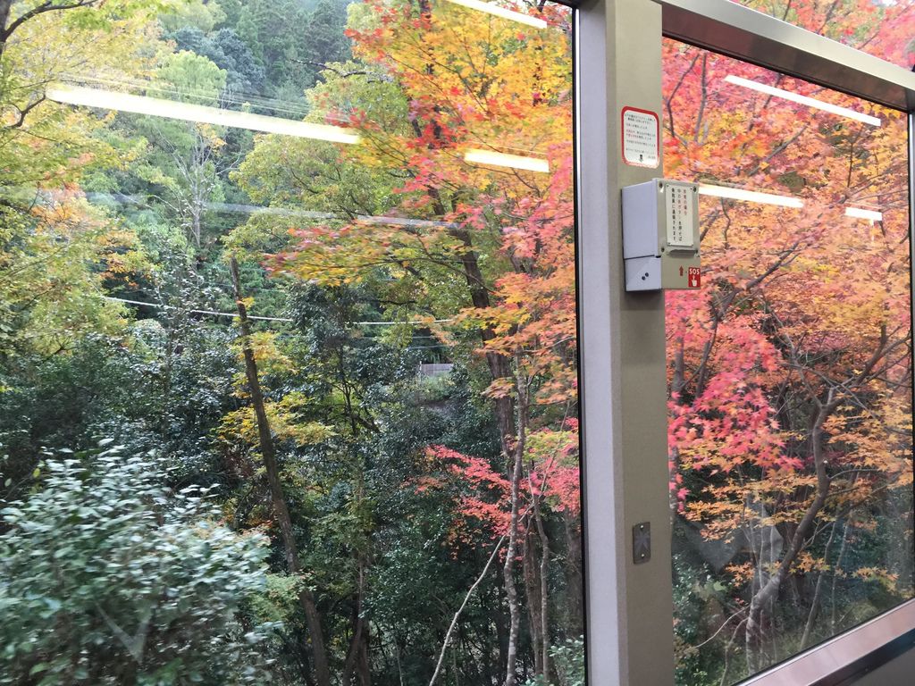 楓葉隧道 (7).JPG 楓葉隧道 (7).JPG