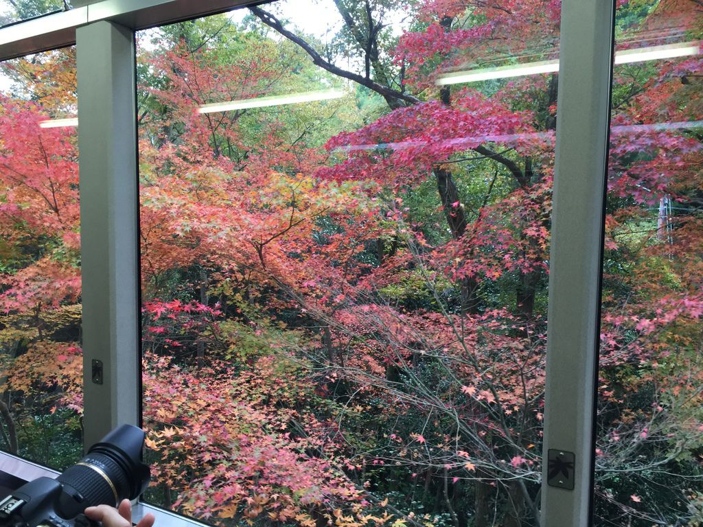 楓葉隧道 (8).JPG