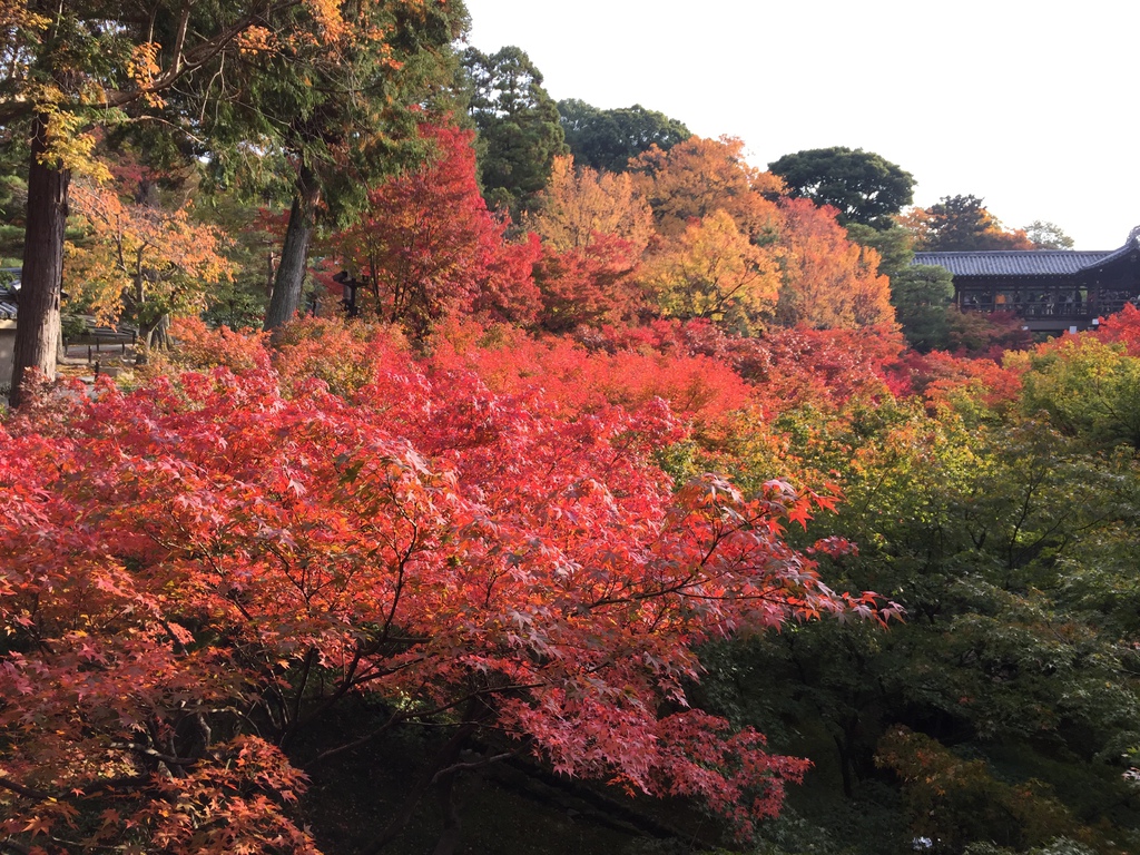 東福寺 (4).JPG 東福寺 (4).JPG