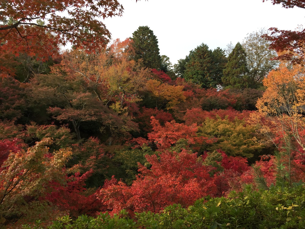 東福寺 (8).JPG 東福寺 (8).JPG