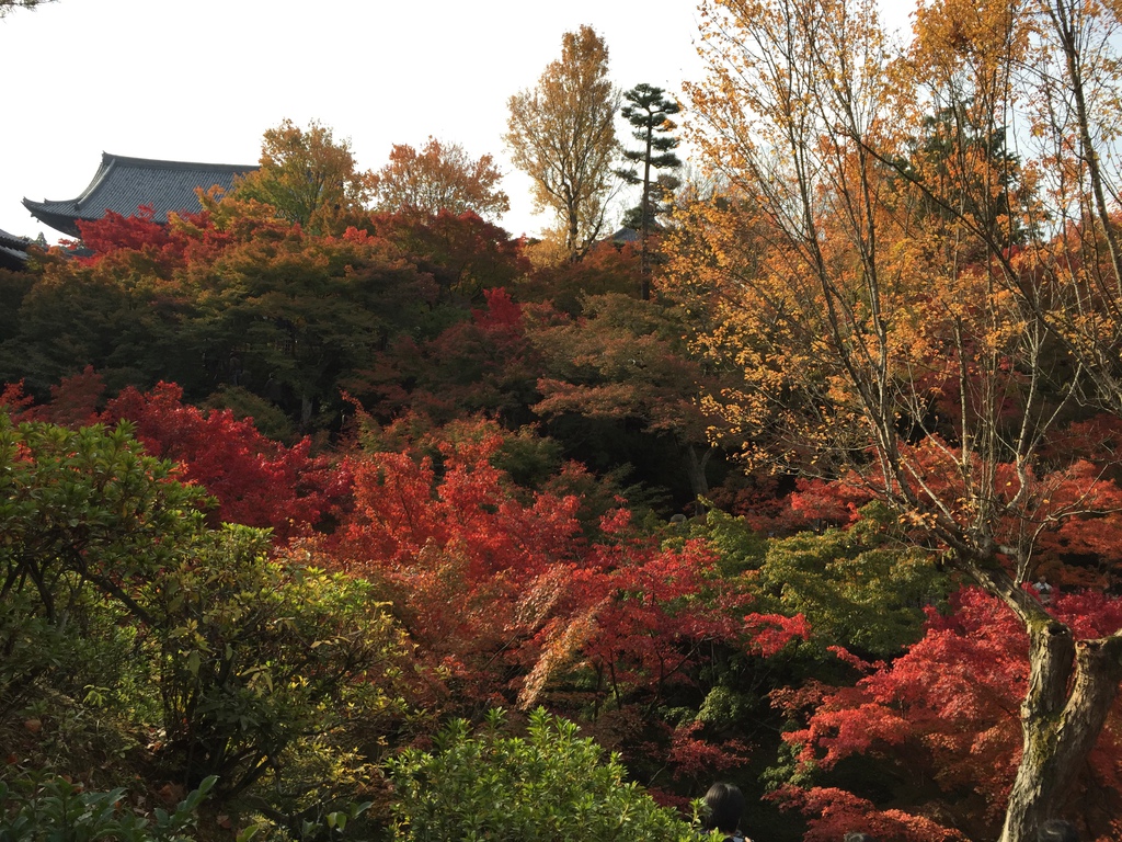 東福寺 (9).JPG 東福寺 (9).JPG
