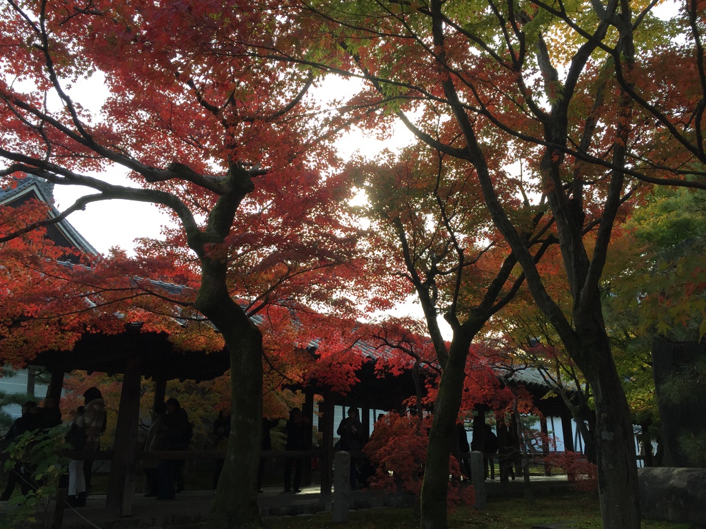 東福寺 (10).JPG