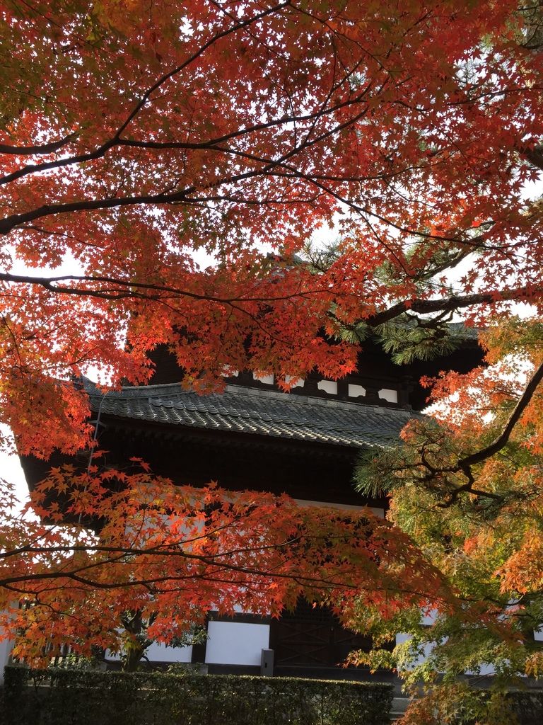 東福寺 (11).JPG 東福寺 (11).JPG