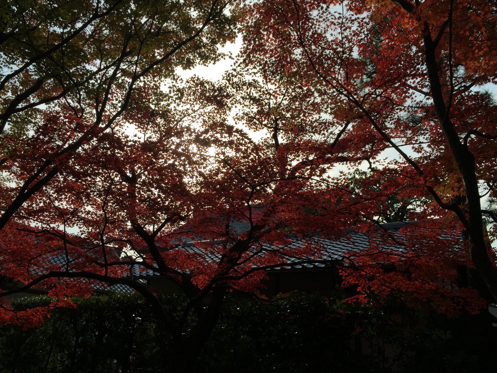 東福寺 (12).JPG