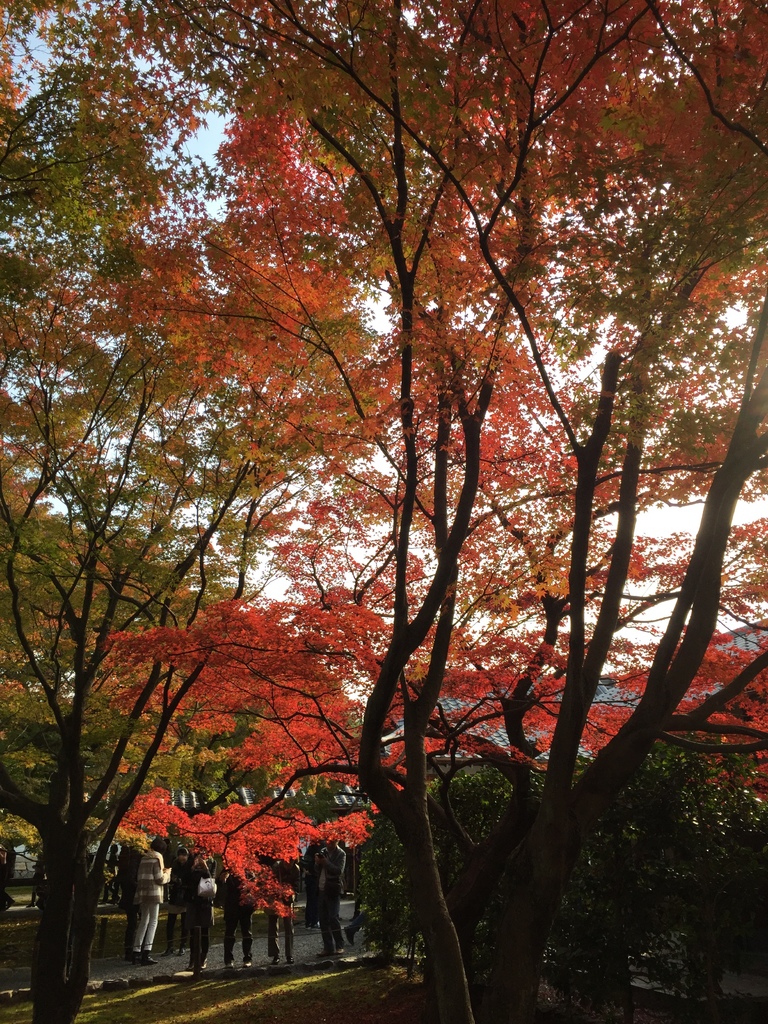 東福寺 (13).JPG 東福寺 (13).JPG