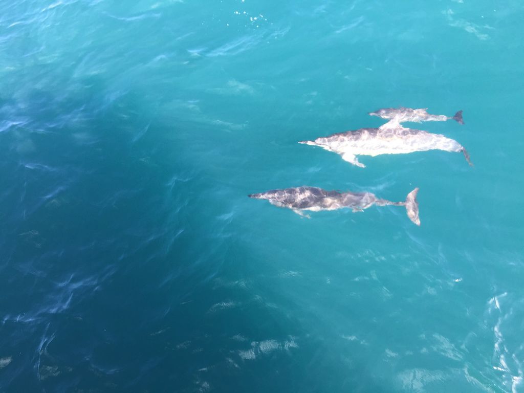 賞鯨 (7).JPG 賞鯨 (7).JPG