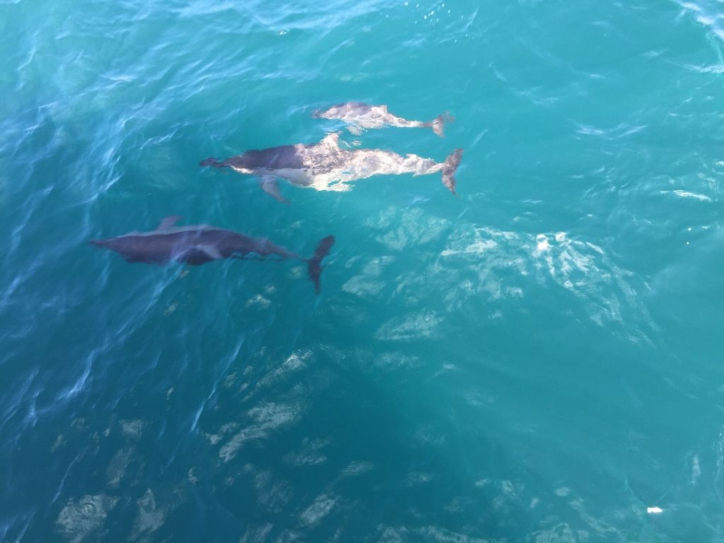 賞鯨 (8).JPG 賞鯨 (8).JPG