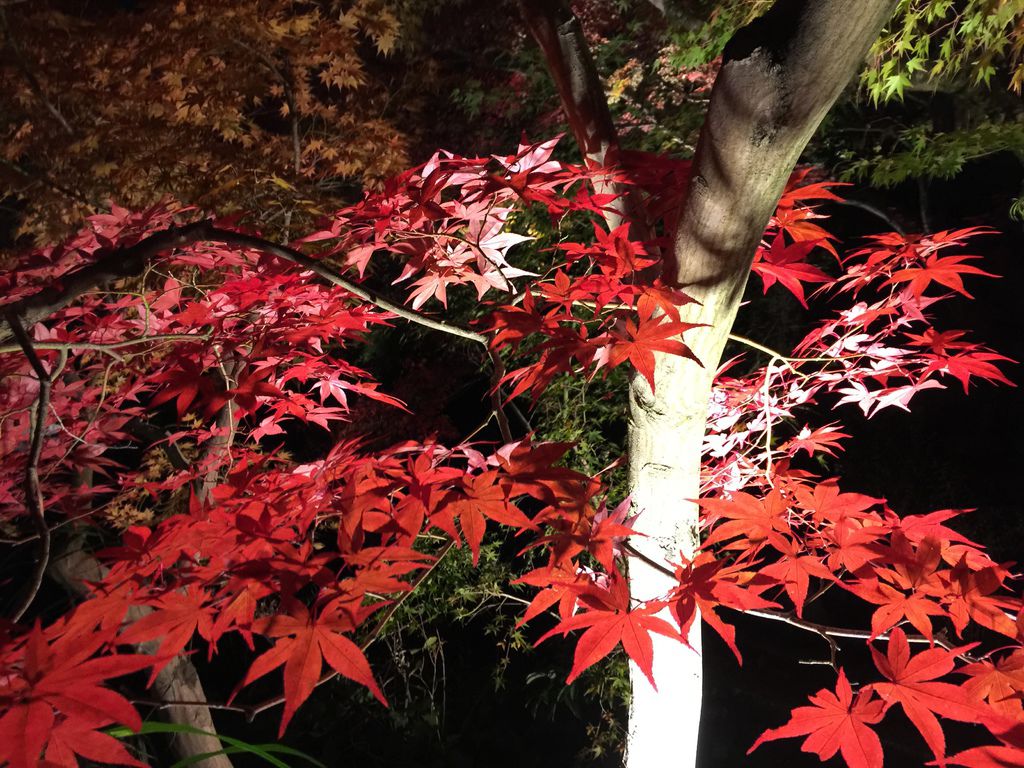 永觀堂8.JPG 永觀堂8.JPG