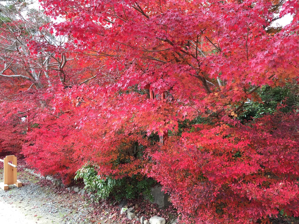 鍬山神社5.JPG 鍬山神社5.JPG