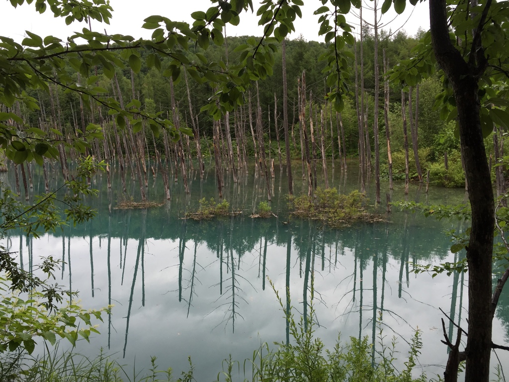 青池1.JPG 青池1.JPG