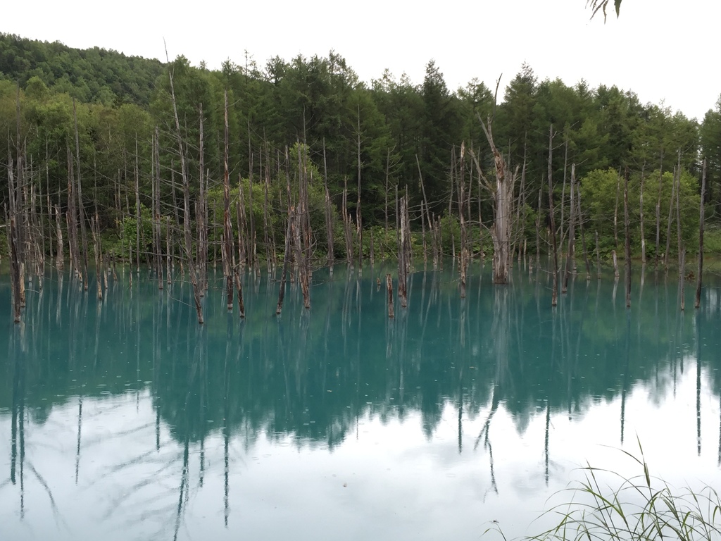 青池4.JPG 青池4.JPG