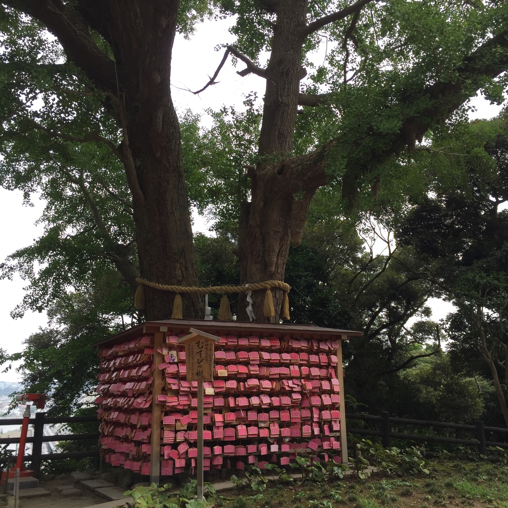 江之島11.JPG 江之島11.JPG