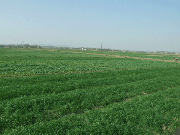 太平乡东河高效农业基地