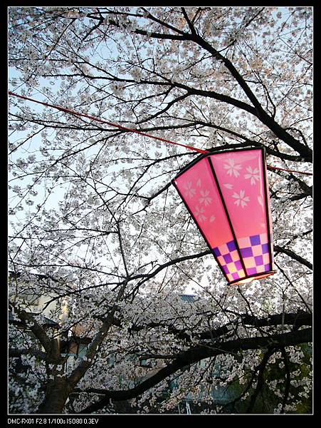 還有櫻花燈籠!