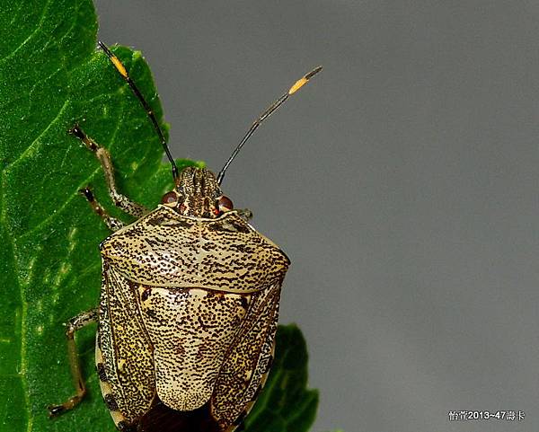 大斑點椿象 Tolumnia gutta (Dallas, 1851)