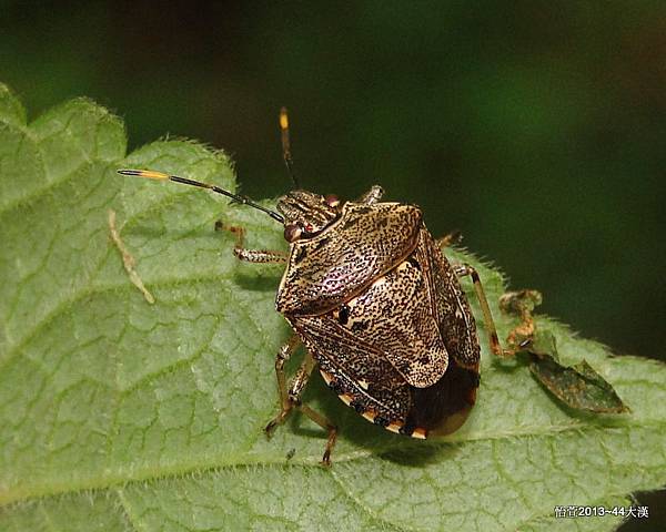 大斑點椿象 Tolumnia gutta (Dallas, 1851)