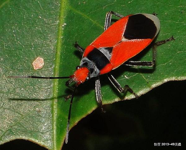 椿象圖鑑. 暫為定為(紅長椿Lygaeus sp.)   椿象專家(樂大春)先生. 以照片初步觀察認為是:Pyrrhobaphus leucurus.