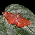 赤雙紋螟Herculia pelasgalis (Walker, 1859)