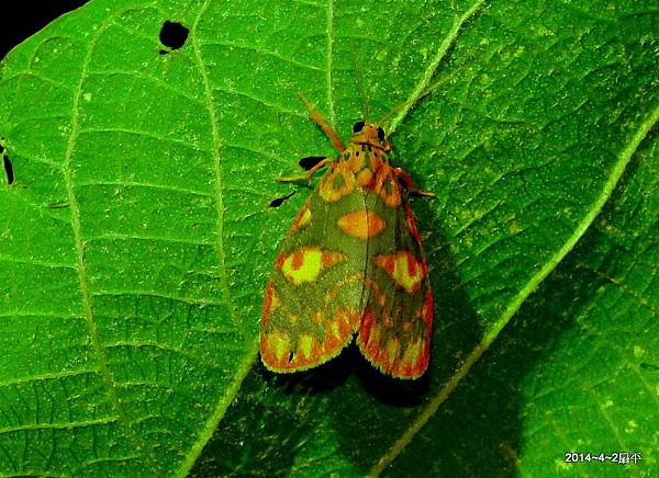 三色豔苔蛾Aura tricolor (Wileman, 1910) 