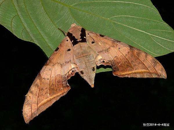 台灣鷹翅天蛾Ambulyx sericeipennis Butler, 1875