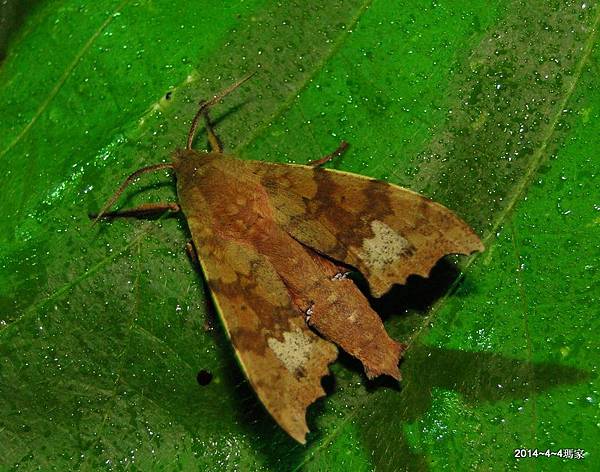 黃斑索天蛾Smerinthulus perversa flavomaculatus Inoue, 1990