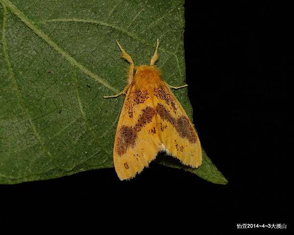 寬紋黃毒蛾 Euproctis purpureofasciata Wileman, 1914.