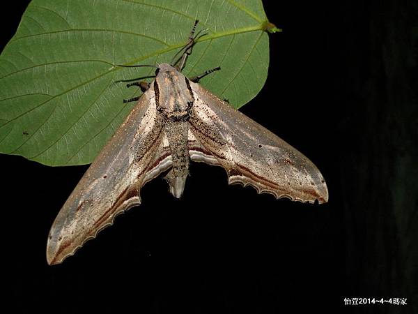 臺灣鋸翅天蛾Langia zenzeroides formosana Clark, 1936