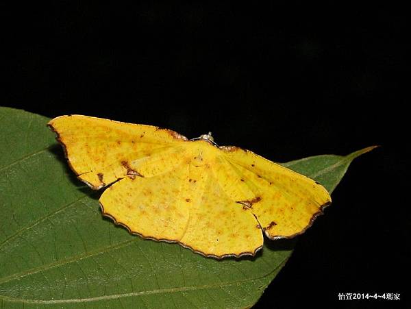 細紋圓窗黃尺蛾 Corymica spatiosa Prout, 1925