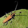 一色氏山天牛(一色深山天牛)Zegriades maculicollis Matsushita,1933