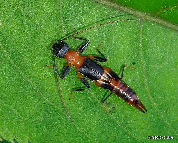 草黃尾蠼螋 Diplatys flavicollis(shiraki,1907)