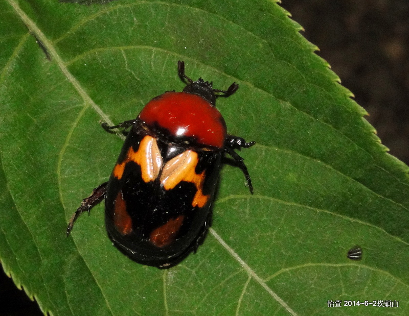 斑翅四齒金龜Parastasia canariculata Westwood, 1842