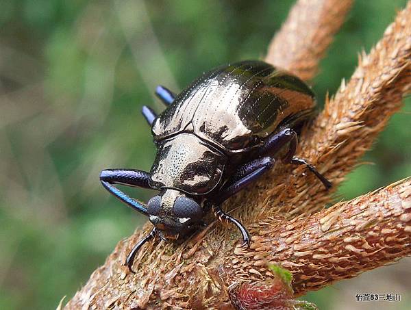 爪哇擬廻木蟲 Cleomis marginicollis (Gebien, 1913).