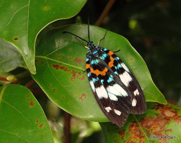 山龍眼螢斑蛾 Erasmia pulchella hobsoni Butler,1889.