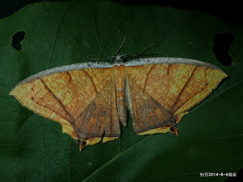 黃蝶尺蛾Thinopteryx crocoptera assamensis (Swinhoe,1916)