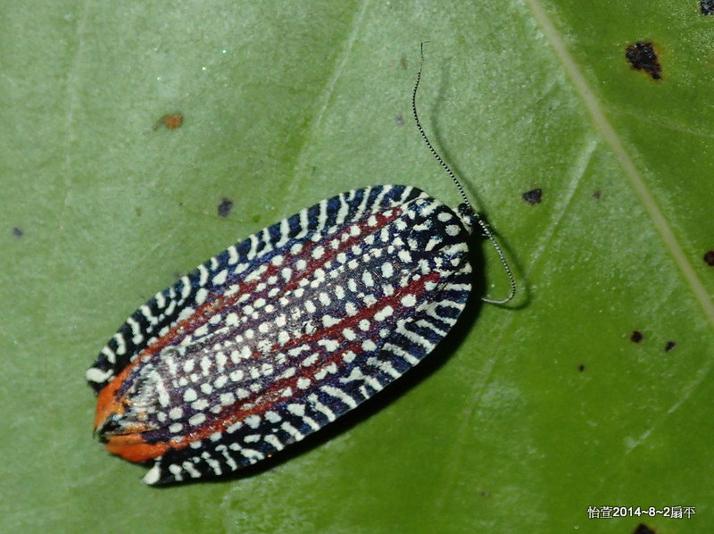 白襯裳捲葉蛾Cerace stipatana formosana (Diaknoff,1950).