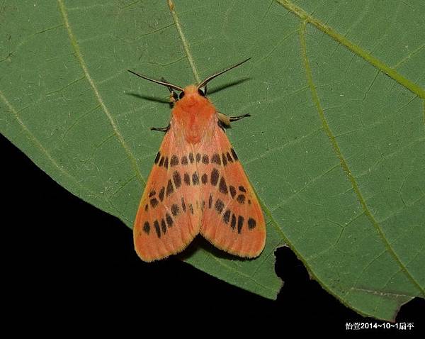 三條橙燈蛾Lemyra alikangensis (Strand, 1915) 