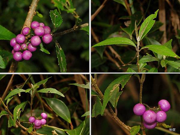 巒大紫珠Callicarpa randaiensis Hayata, 1911.